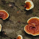 خواص قهوه گانودرما: 30 مورد از فواید اعجاب انگیز این قهوه